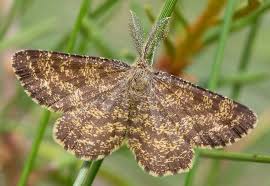 Attēlu rezultāti vaicājumam “Ematurga atomaria”