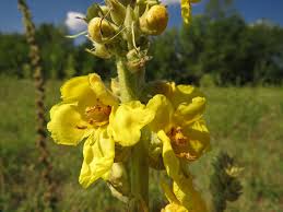 Image result for Verbascum phlomoides