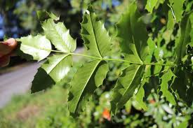 Attēlu rezultāti vaicājumam “Mahonia aquifolium leaf”