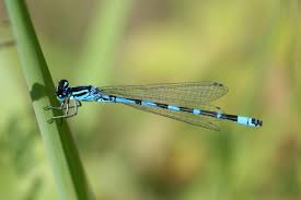 Attēlu rezultāti vaicājumam “Coenagrion armatum”