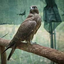 Image result for Falcons Black