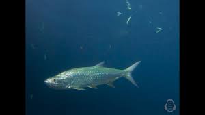 Image result for Megalops atlanticus