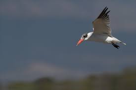 Attēlu rezultāti vaicājumam “Hydroprogne caspia”