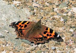 Attēlu rezultāti vaicājumam “Nymphalis xanthomelas upperside”