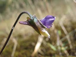 Attēlu rezultāti vaicājumam “Viola tricolor subsp. curtisii leaf”