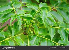 Attēlu rezultāti vaicājumam “Phellodendron amurense fruit”