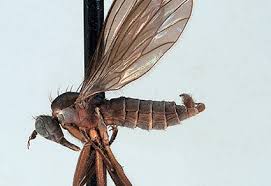 Attēlu rezultāti vaicājumam “Empididae”