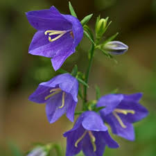 Image result for Campanula persicifolia