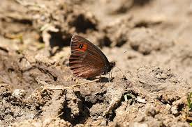 Attēlu rezultāti vaicājumam “Erebia aethiops underside”