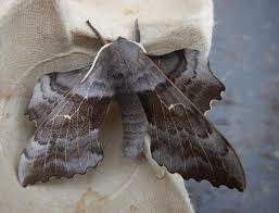 Attēlu rezultāti vaicājumam “Laothoe populi imago”