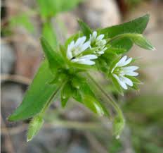 Attēlu rezultāti vaicājumam “Cerastium holosteoides leaf”