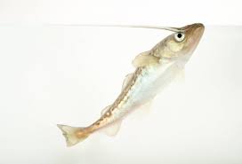 Image result for Gadus macrocephalus