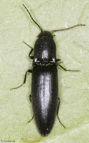 Attēlu rezultāti vaicājumam “Ectinus aterrimus”