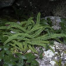 Attēlu rezultāti vaicājumam “Asplenium trichomanes”