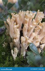 Attēlu rezultāti vaicājumam “Ramaria formosa”