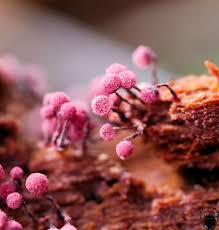 Attēlu rezultāti vaicājumam “Cribraria purpurea macro”