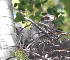 Image result for Goshawks G C