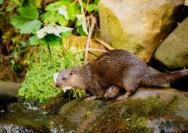 Image result for Eltham Otters