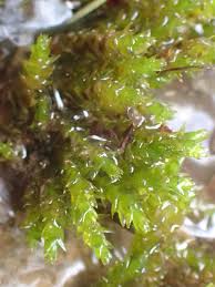 Attēlu rezultāti vaicājumam “Platyhypnidium riparioides”