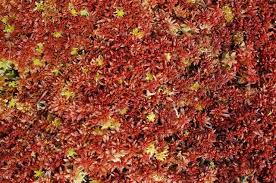 Attēlu rezultāti vaicājumam “Sphagnum magellanicum”