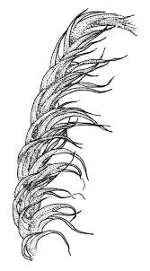 Attēlu rezultāti vaicājumam “Drepanocladus aduncus var. polycarpon”