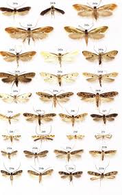 Attēlu rezultāti vaicājumam “Tineidae”