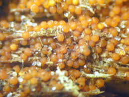 Attēlu rezultāti vaicājumam “Nectria peziza”