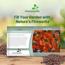 Attēlu rezultāti vaicājumam “Silene x arkwrightii Vesuvius flower”