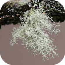 Attēlu rezultāti vaicājumam “Usnea subfloridana”