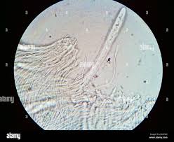 Attēlu rezultāti vaicājumam “Propolis farinosa”