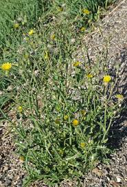 Attēlu rezultāti vaicājumam “Sonchus asper flower”