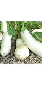 Afbeeldingsresultaat voor bianca a uovo eggplant