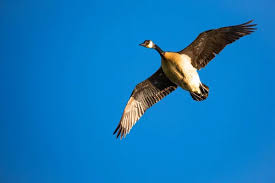 Attēlu rezultāti vaicājumam “Branta canadensis adult”