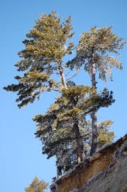 Attēlu rezultāti vaicājumam “Pinus nigra”
