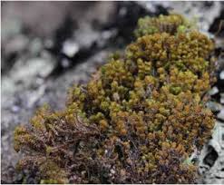 Attēlu rezultāti vaicājumam “Scapania undulata”