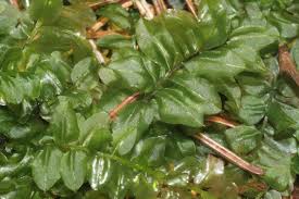 Attēlu rezultāti vaicājumam “Plagiomnium affine”