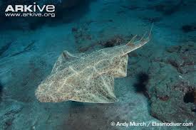 Image result for Squatina squatina