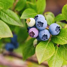 Attēlu rezultāti vaicājumam “Vaccinium angustifolium”