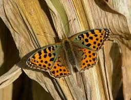Attēlu rezultāti vaicājumam “Issoria lathonia upperside”