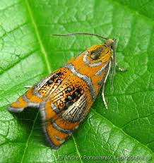 Attēlu rezultāti vaicājumam “Olethreutes arcuella”