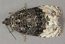 Attēlu rezultāti vaicājumam “Apotomis betuletana”