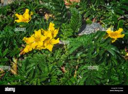 Attēlu rezultāti vaicājumam “Argentina anserina leaf”