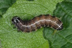 Attēlu rezultāti vaicājumam “Orthosia cruda”