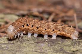 Attēlu rezultāti vaicājumam “Noctua fimbriata”