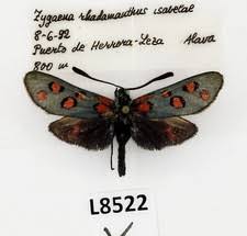 Attēlu rezultāti vaicājumam “Zygaena sp.”
