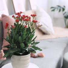 Image result for Kalanchoe blossfeldiana