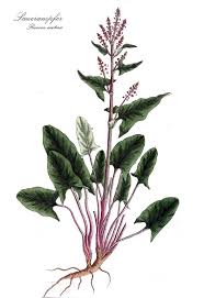 Image result for Sauerampfer