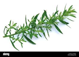 Image result for Chenopodium ambrosioides