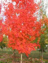Attēlu rezultāti vaicājumam “Acer pseudoplatanus fo. purpurascens leaf”