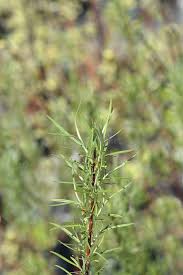 Attēlu rezultāti vaicājumam “Salix repens subsp. rosmarinifolia flower”
